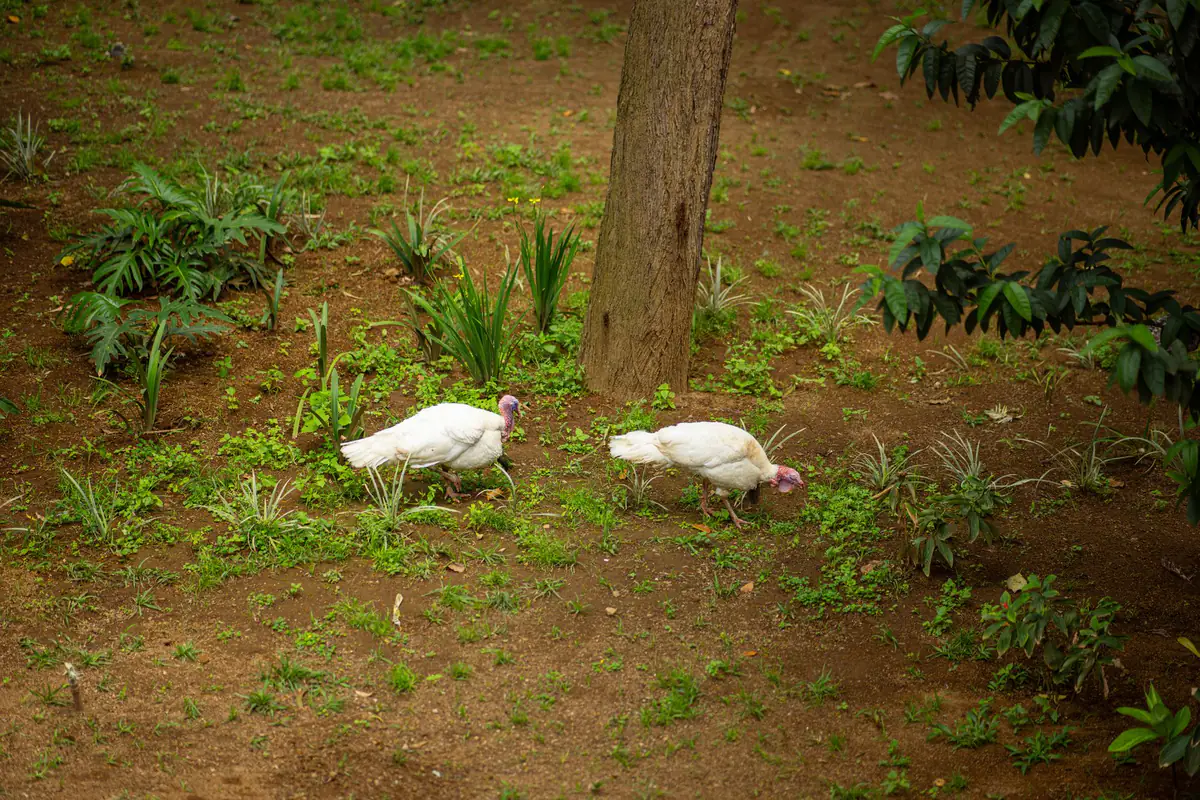 Farm birds in the gardens at Mvuli Farm Lodge